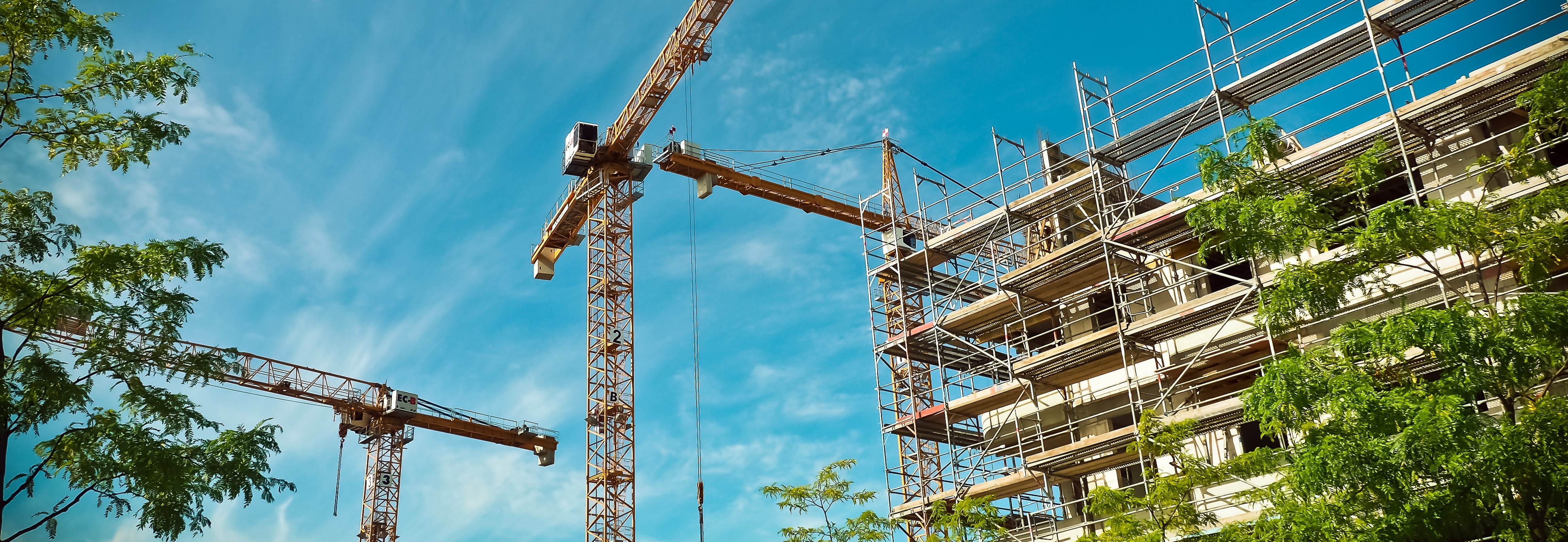 Photo Grue